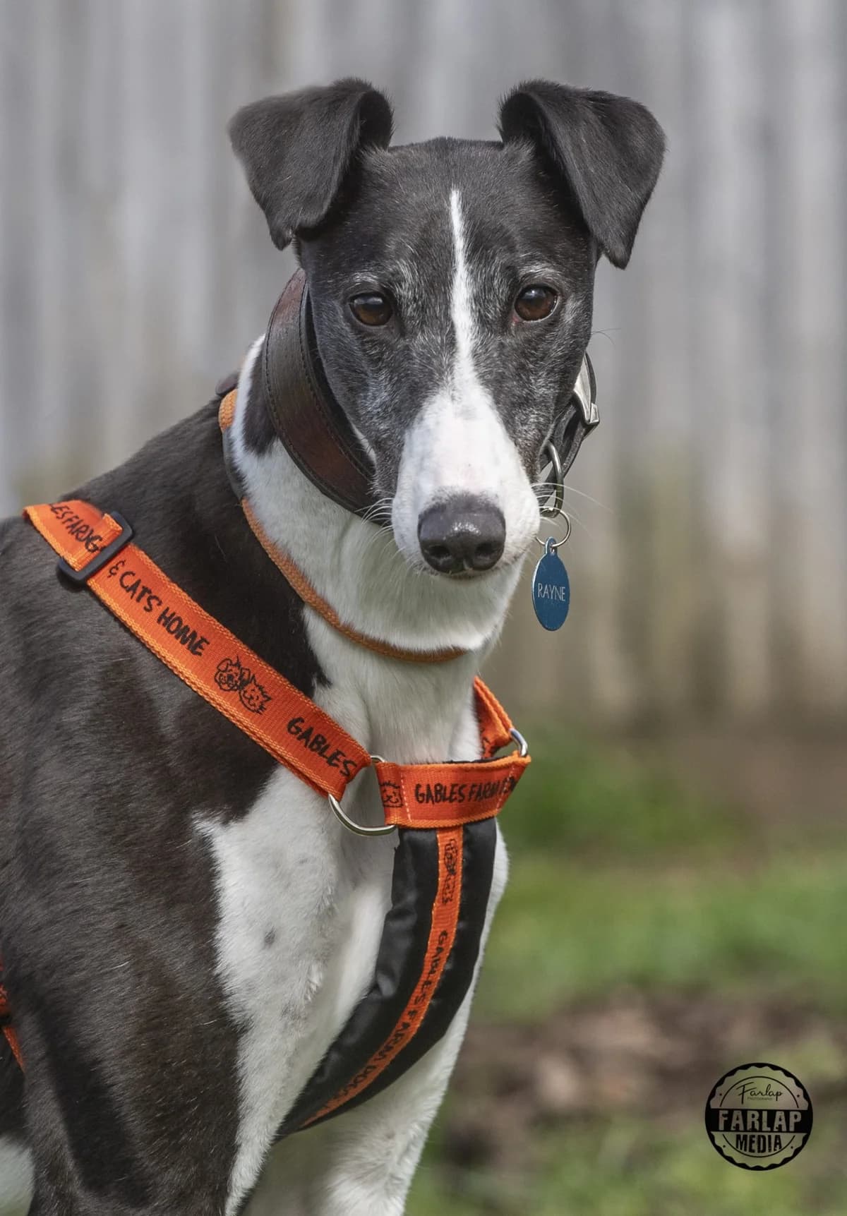 We would love to keep you updated about our work, female 5yo Greyhound for adoption at Gables Farm Dogs & Cats Home, Plymouth