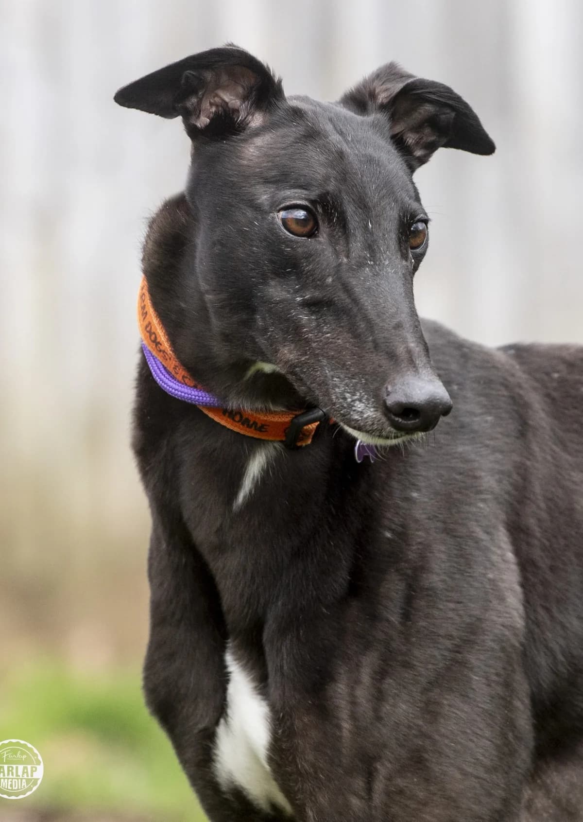 We would love to keep you updated about our work, male 4yo Greyhound for adoption at Gables Farm Dogs & Cats Home, Plymouth