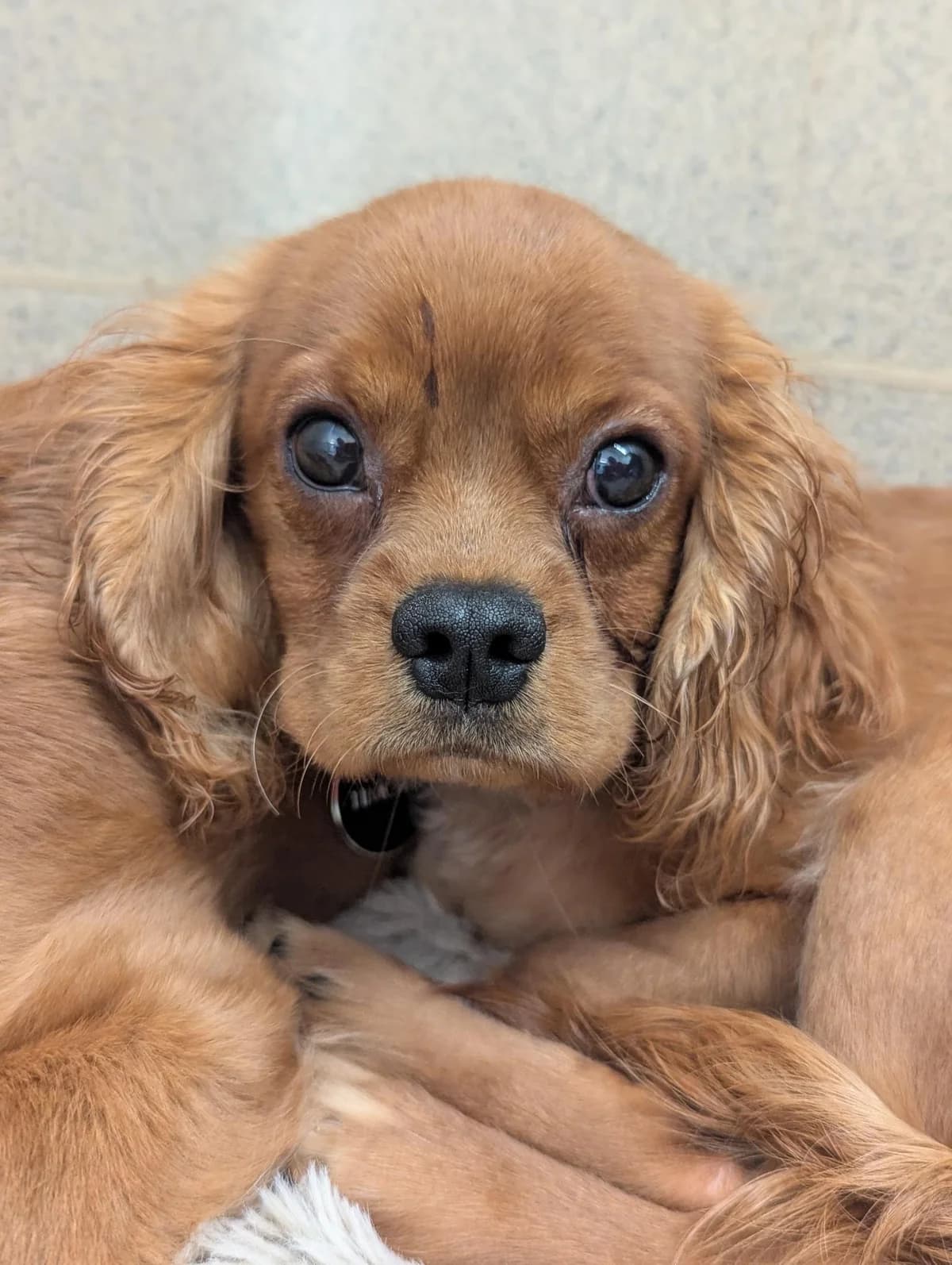 We would love to keep you updated about our work,  puppy Cavalier King Charles Spaniel for adoption at Gables Farm Dogs & Cats Home, Plymouth