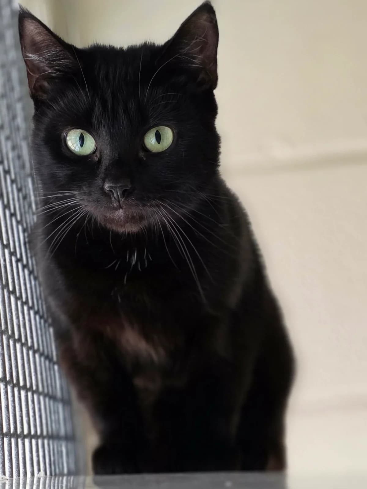 We would love to keep you updated about our work, female young Mixed Breed Cat for adoption at Gables Farm Dogs & Cats Home, Plymouth