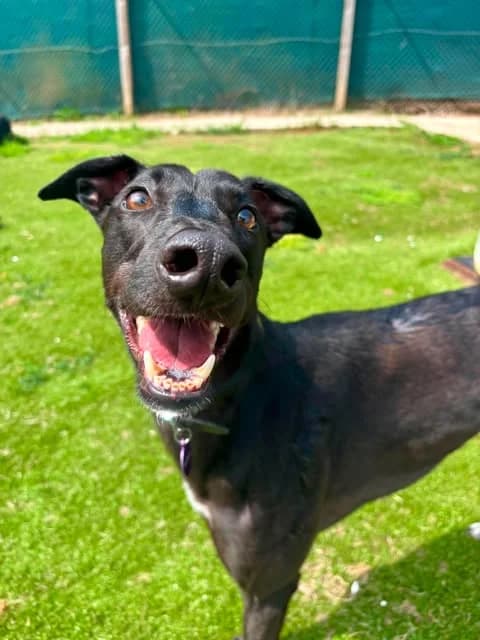 We would love to keep you updated about our work, male 3yo Greyhound for adoption at Gables Farm Dogs & Cats Home, Plymouth
