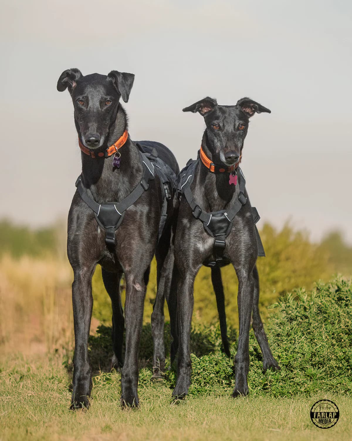 We would love to keep you updated about our work, female 4yo Greyhound for adoption at Gables Farm Dogs & Cats Home, Plymouth