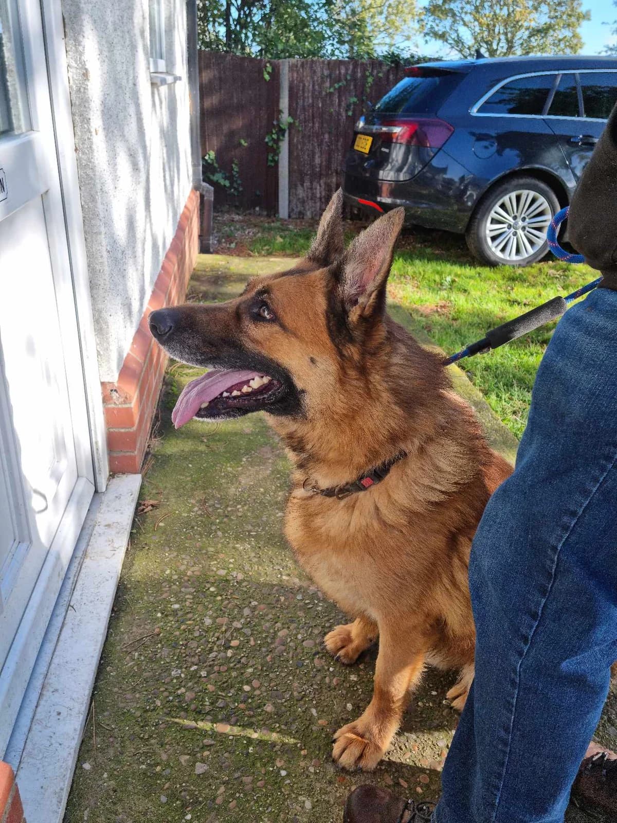 Leo-Sleaford, Black & Tan male 5yo Mixed Breed for adoption at German Shepherd Dog Rescue