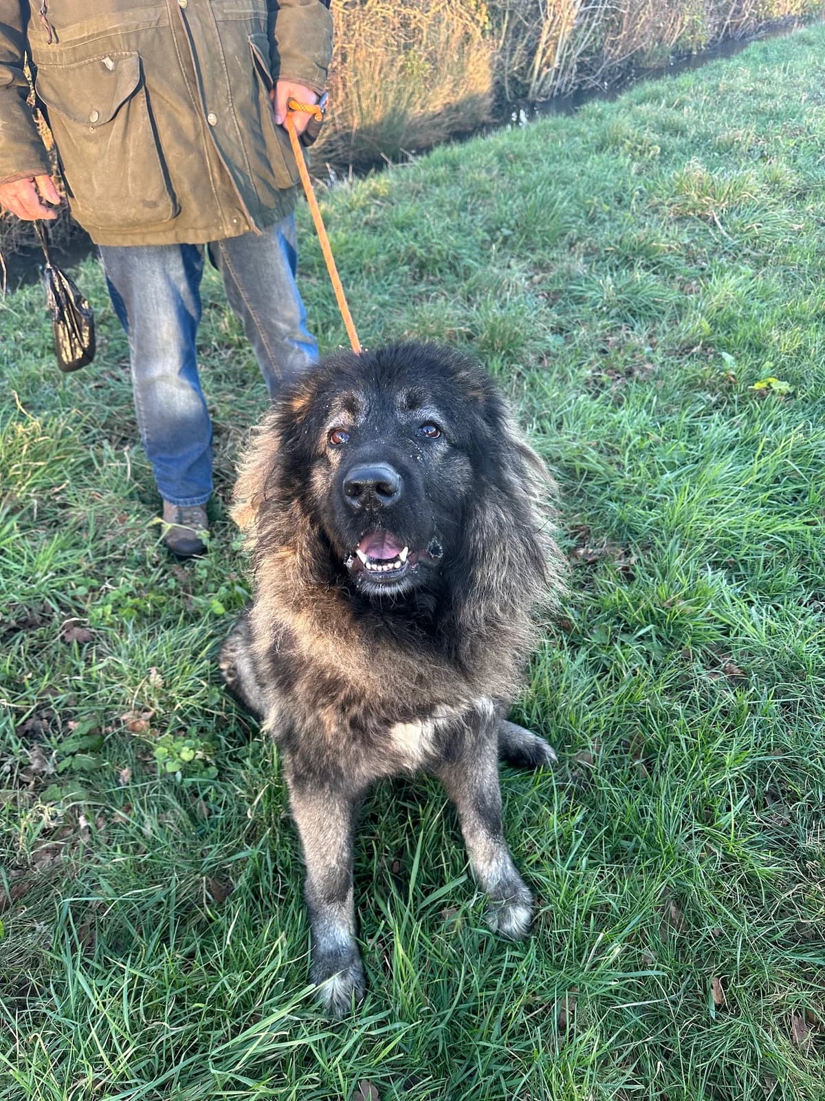 Jazz-Sleaford, Black & Tan female 5yo Mixed Breed for adoption at German Shepherd Dog Rescue