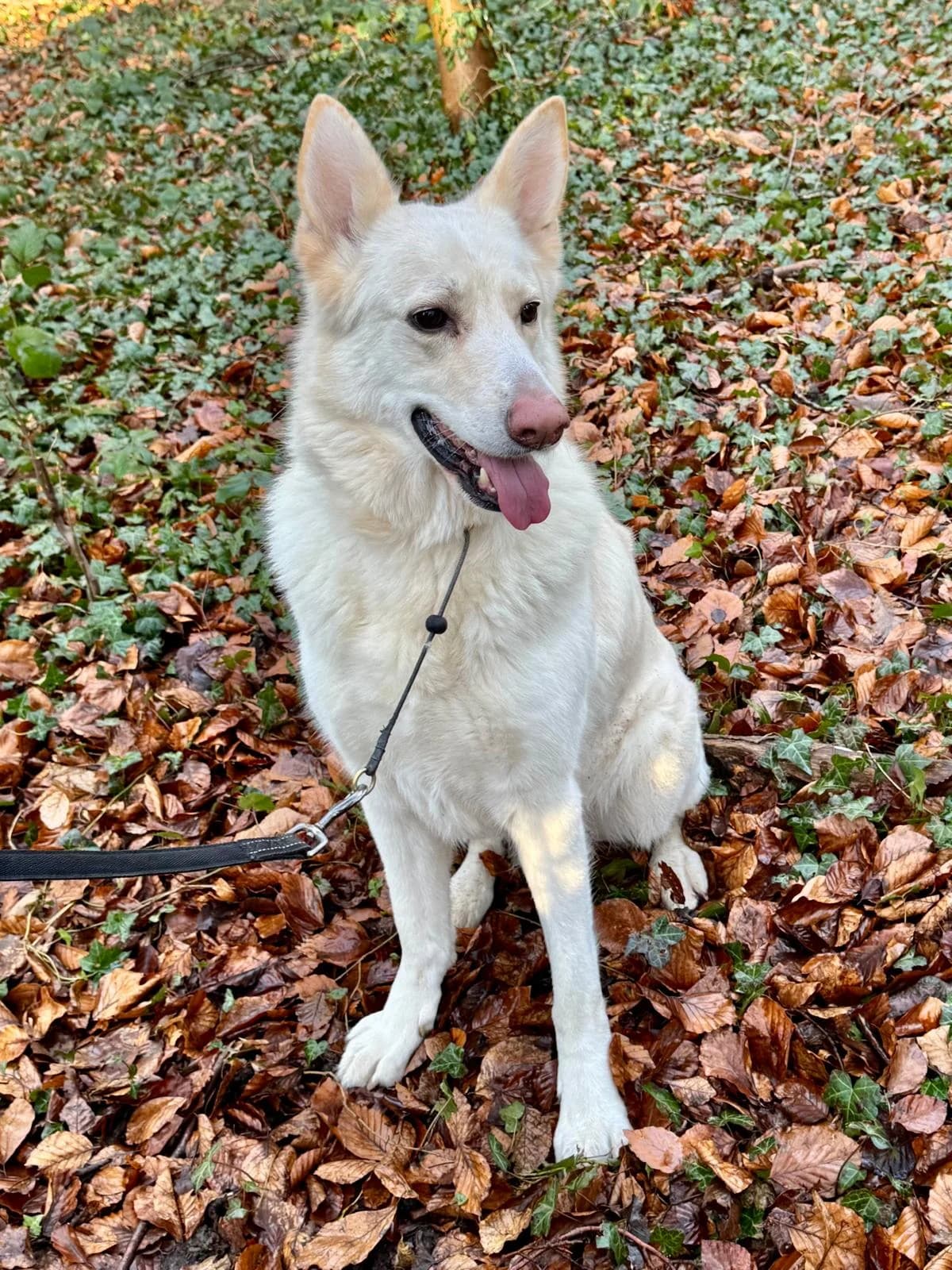 MAKA - ESSEX, White male senior Mixed Breed for adoption at German Shepherd Dog Rescue