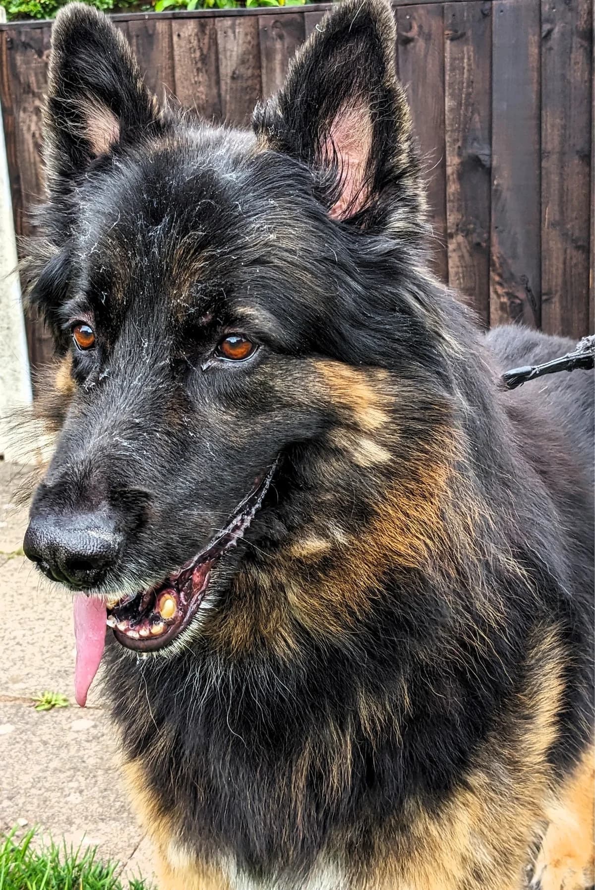 Jet-Leicestershire, Black & Tan male senior Mixed Breed for adoption at German Shepherd Dog Rescue