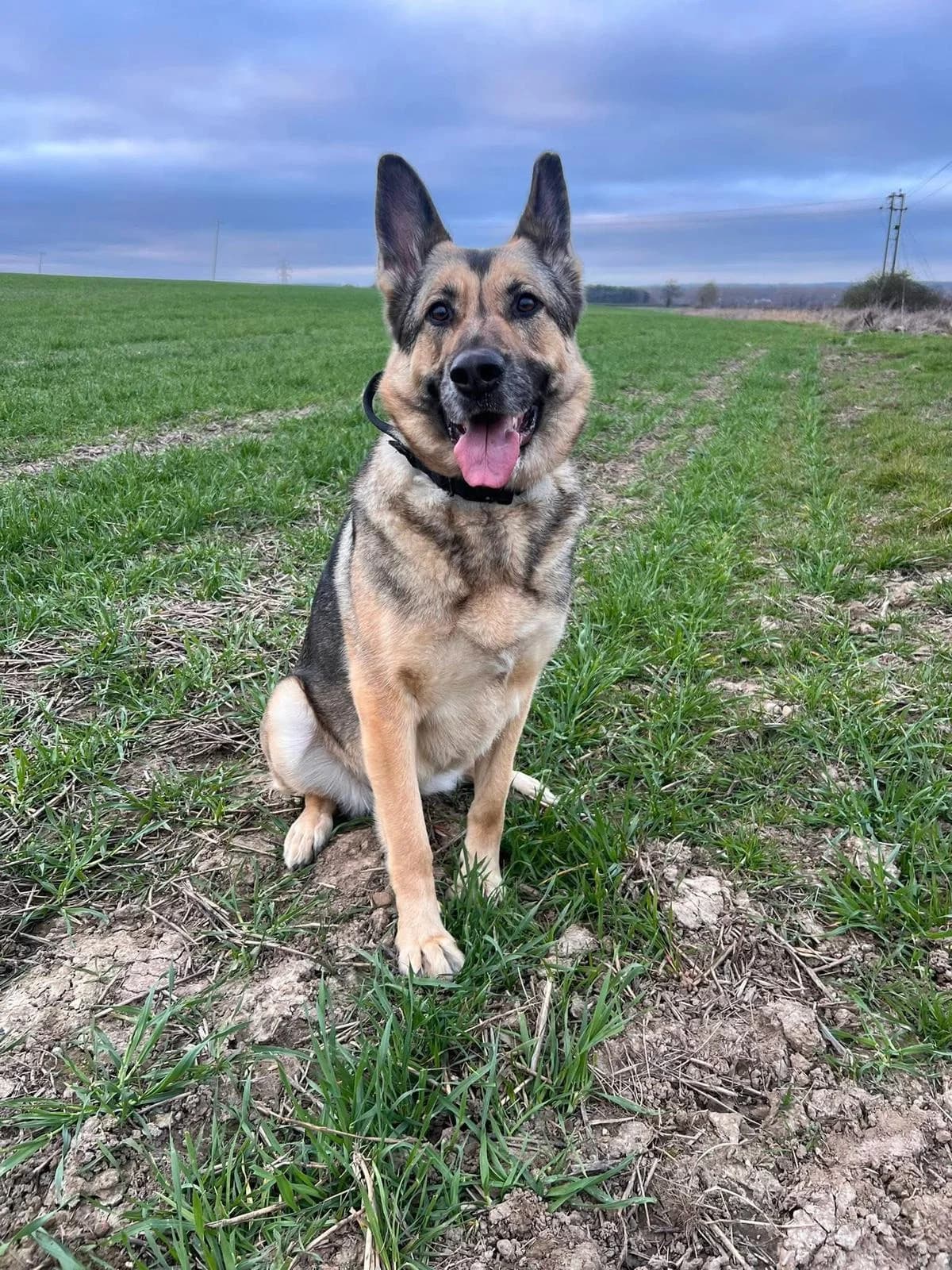 ROXIE - HERTS, Black & Tan female 4yo Mixed Breed for adoption at German Shepherd Dog Rescue