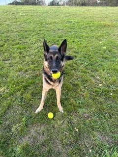 PENNY - KENT, Black & Tan male senior Mixed Breed for adoption at German Shepherd Dog Rescue