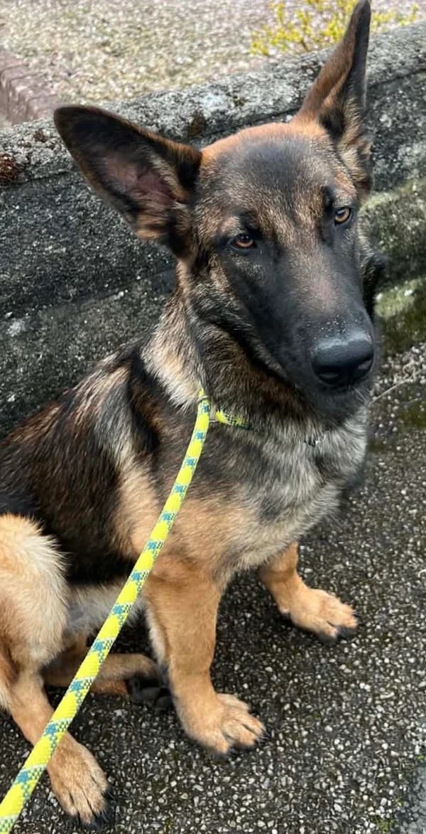 Raven, Black & Tan female senior Mixed Breed for adoption at German Shepherd Dog Rescue