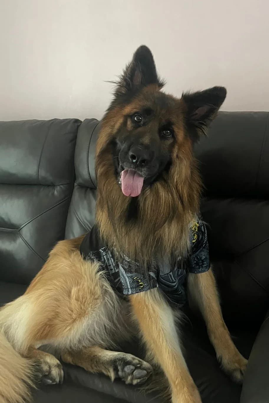 Teddy-Bedfordshire, Black & Tan male 3yo Mixed Breed for adoption at German Shepherd Dog Rescue