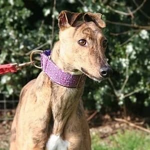 Daisy, female 4yo Greyhound for adoption at Greyhound Gap