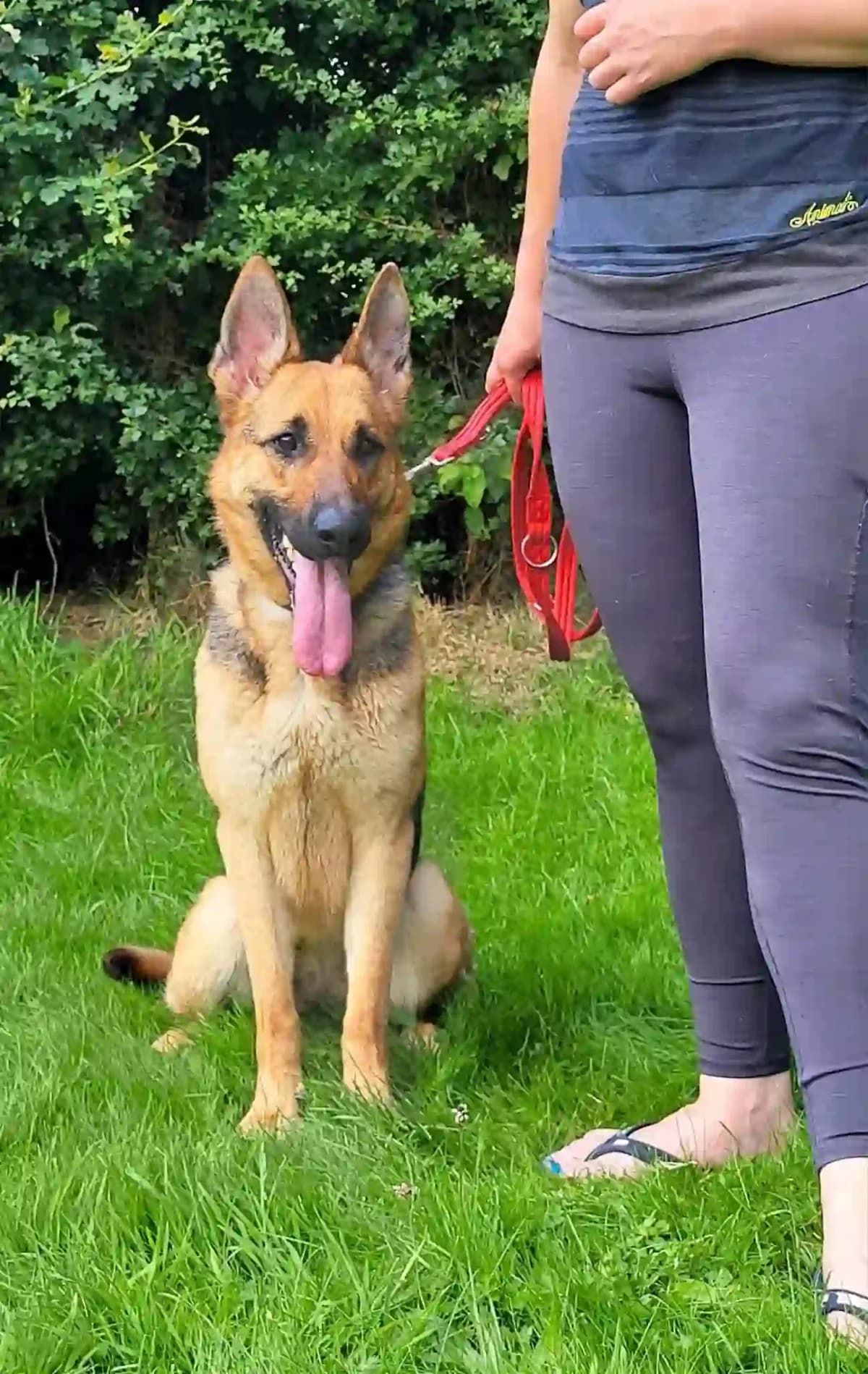 Kye, female 4yo German Shepherd for adoption at Greyhound Gap