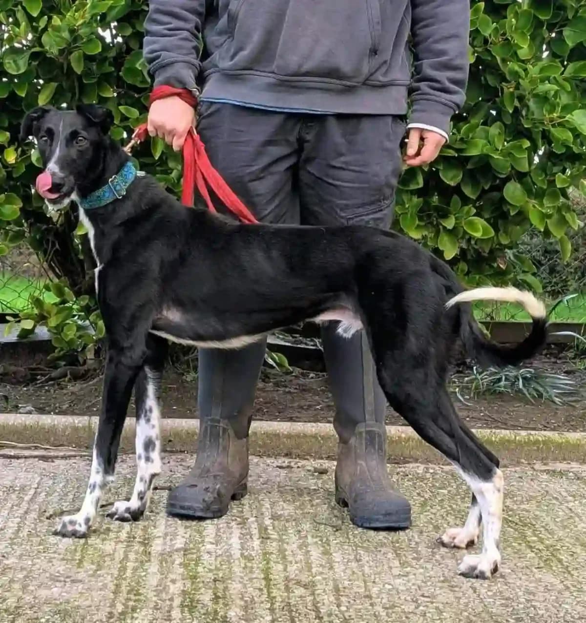 Popeye, male young Collie for adoption at Greyhound Gap