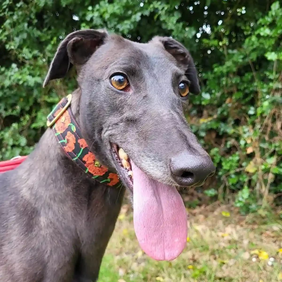 Savanna, female 4yo Greyhound for adoption at Greyhound Gap