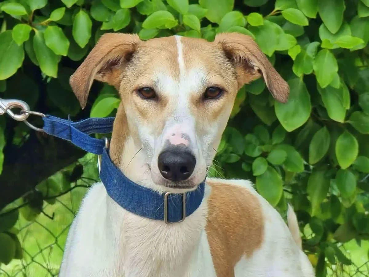Sonny, male 3yo Mixed Breed for adoption at Greyhound Gap
