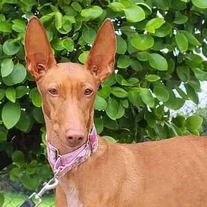 Tia, female senior mixed breed for adoption at Greyhound Gap