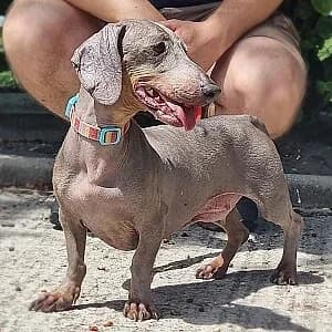 Winnie, female 7yo Dachshund for adoption at Greyhound Gap