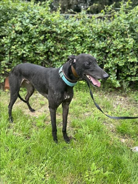 Atarah, male 7yo Greyhound for adoption at Greyhound Trust, London