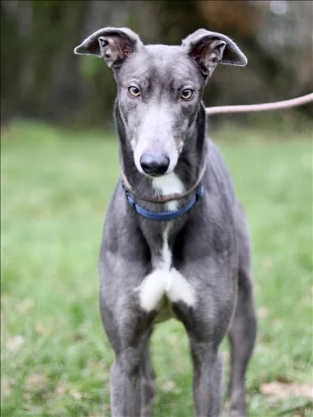 Chas, male 6yo Greyhound for adoption at Greyhound Trust, London