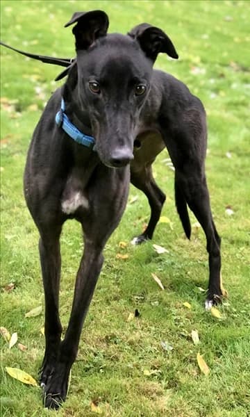 Harry, male 5yo Greyhound for adoption at Greyhound Trust, London