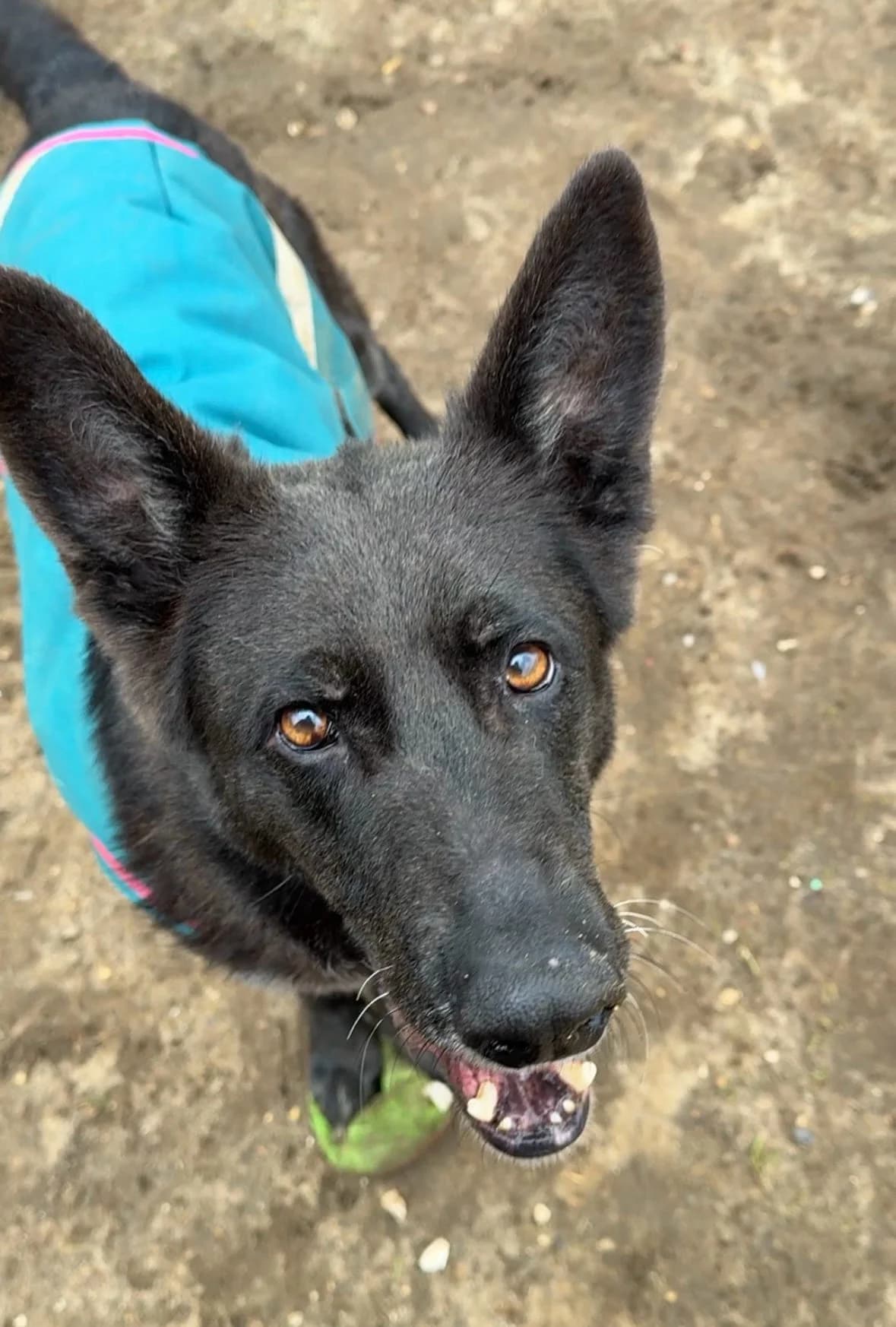 Beau,  (German Shepherd Dog Welfare Fund)