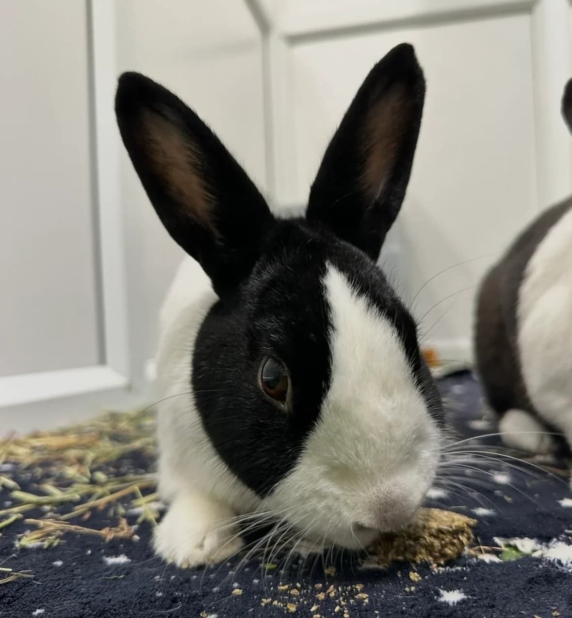 Percy is on trial :),  4yo Mixed Breed for adoption at GSPCA Guernsey