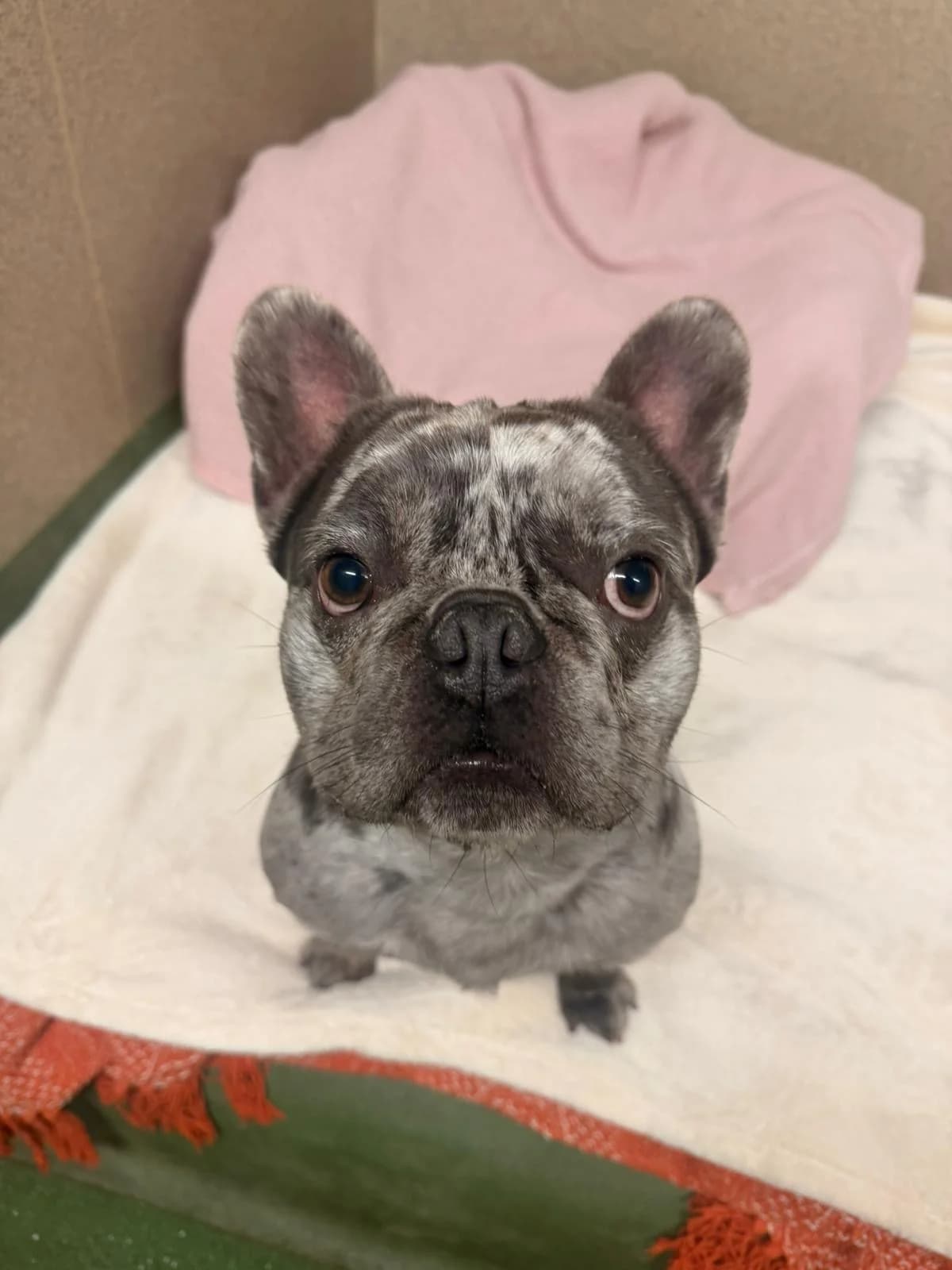 Rogue - is on trial :),  young English Bulldog for adoption at GSPCA Guernsey