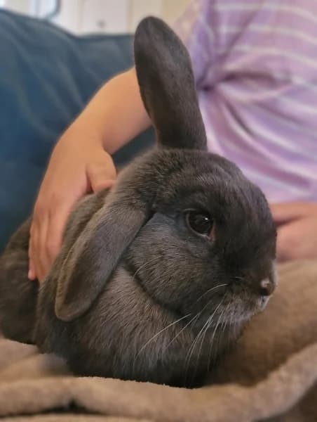 Robin, female 3yo Mixed Breed for adoption at Hounslow Animal Welfare Society