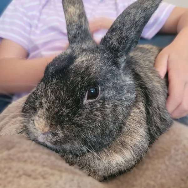 Robin, female 3yo Mixed Breed for adoption at Hounslow Animal Welfare Society