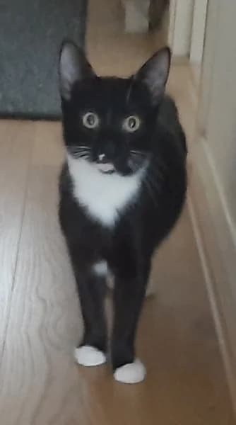 The Dune kittens, male Mixed Breed for adoption at Hounslow Animal Welfare Society