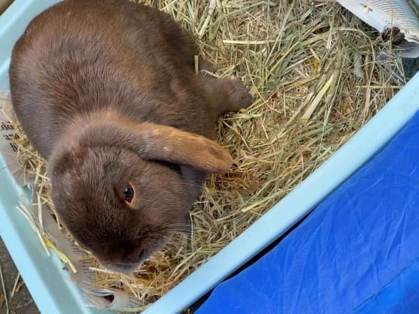 Storm, male 5yo Mixed Breed for adoption at Hounslow Animal Welfare Society