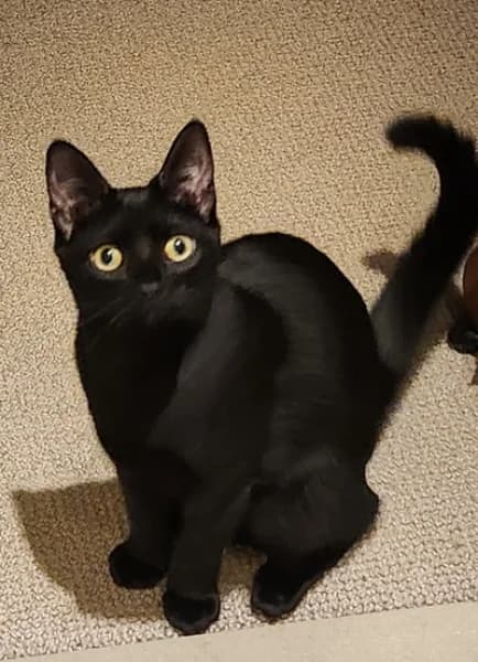 Grace, female young Mixed Breed for adoption at Hounslow Animal Welfare Society