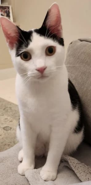 Will, male young Mixed Breed for adoption at Hounslow Animal Welfare Society