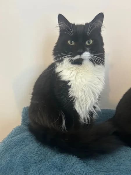 The Dune kittens, male Mixed Breed for adoption at Hounslow Animal Welfare Society