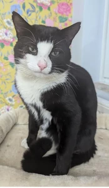 Milo, male 3yo Mixed Breed for adoption at Hounslow Animal Welfare Society