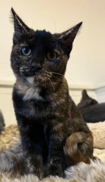 Betty, female puppy Mixed Breed for adoption at Hounslow Animal Welfare Society