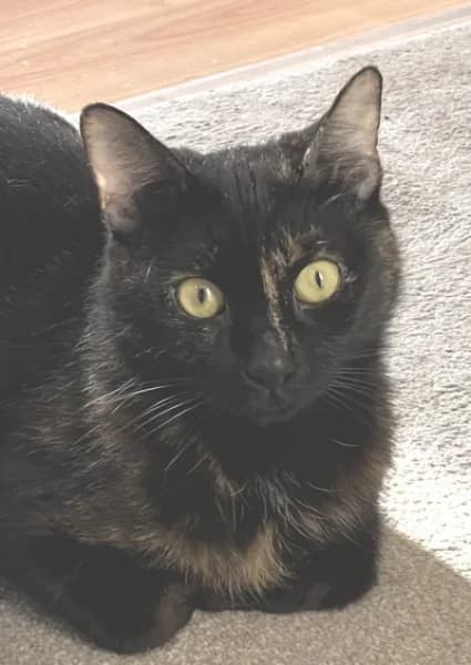 Emmy, female 3yo Mixed Breed for adoption at Hounslow Animal Welfare Society