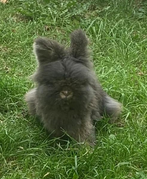 Womble, male young Mixed Breed for adoption at Hounslow Animal Welfare Society