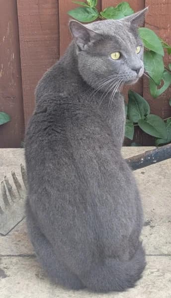 Bluey, male young Mixed Breed for adoption at Hounslow Animal Welfare Society