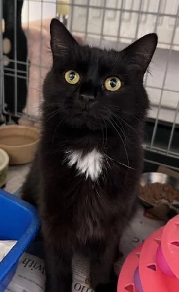 Marshmallow aka Mallow, female young Mixed Breed for adoption at Hounslow Animal Welfare Society