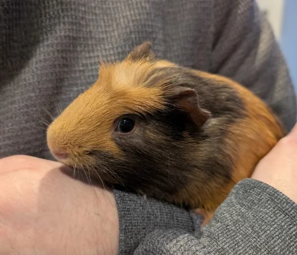 Snowy, male Mixed Breed for adoption at Hounslow Animal Welfare Society