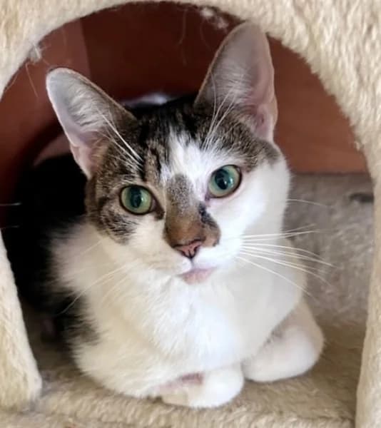 Mimi, female young Mixed Breed for adoption at Hounslow Animal Welfare Society