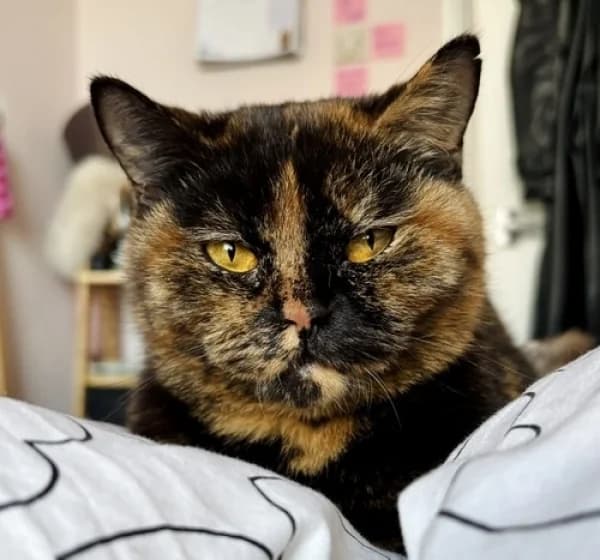 Coco, female Mixed Breed for adoption at Hounslow Animal Welfare Society