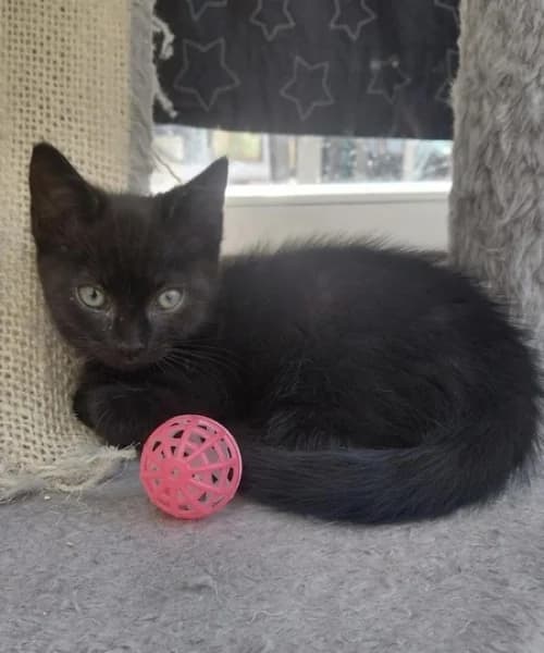 Nico, male Mixed Breed for adoption at Hounslow Animal Welfare Society