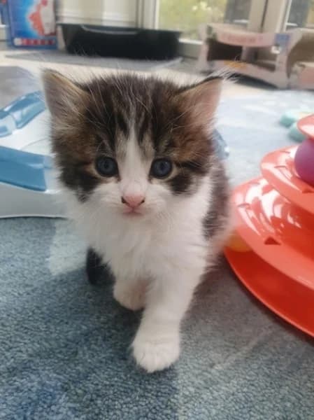 Rumma, female Mixed Breed for adoption at Hounslow Animal Welfare Society