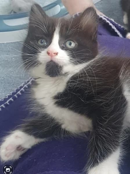 Cherki, female puppy Mixed Breed for adoption at Hounslow Animal Welfare Society