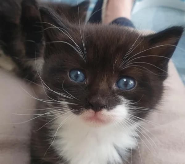 Josko, male Mixed Breed for adoption at Hounslow Animal Welfare Society