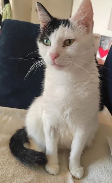 Connie, female Mixed Breed for adoption at Hounslow Animal Welfare Society