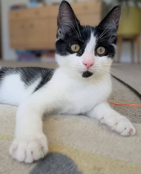 Crumble, male puppy Mixed Breed for adoption at Hounslow Animal Welfare Society