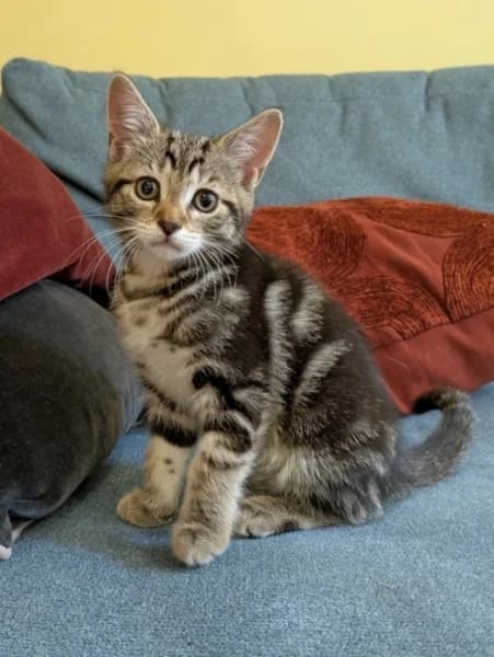 Fleur, female puppy Mixed Breed for adoption at Hounslow Animal Welfare Society